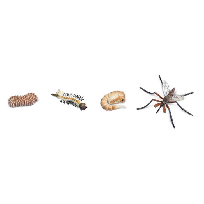 Životný cyklus Komár