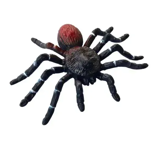 Životný cyklus Pavúk tarantula