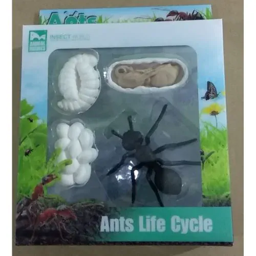 Životný cyklus Mravec