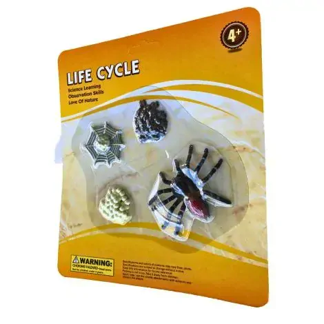 Životný cyklus Pavúk tarantula