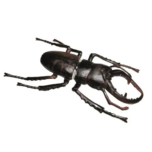 Životný cyklus Chrobák