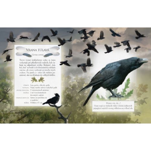 Vtáky našich záhrad