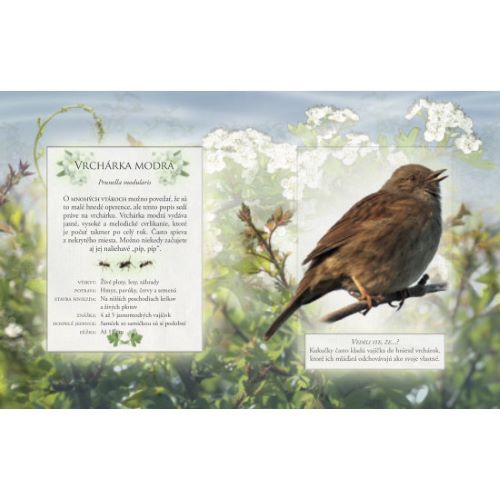 Vtáky našich záhrad